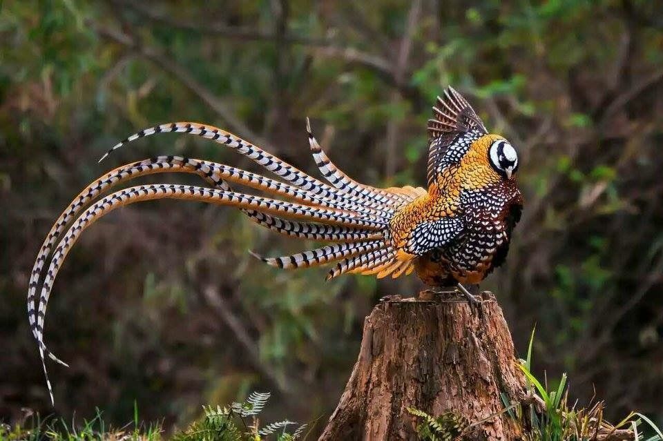 королевский фазан на деревушка.бел.jpg